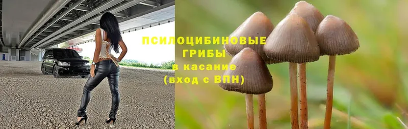 Псилоцибиновые грибы Psilocybe  где продают   Берёзовский 